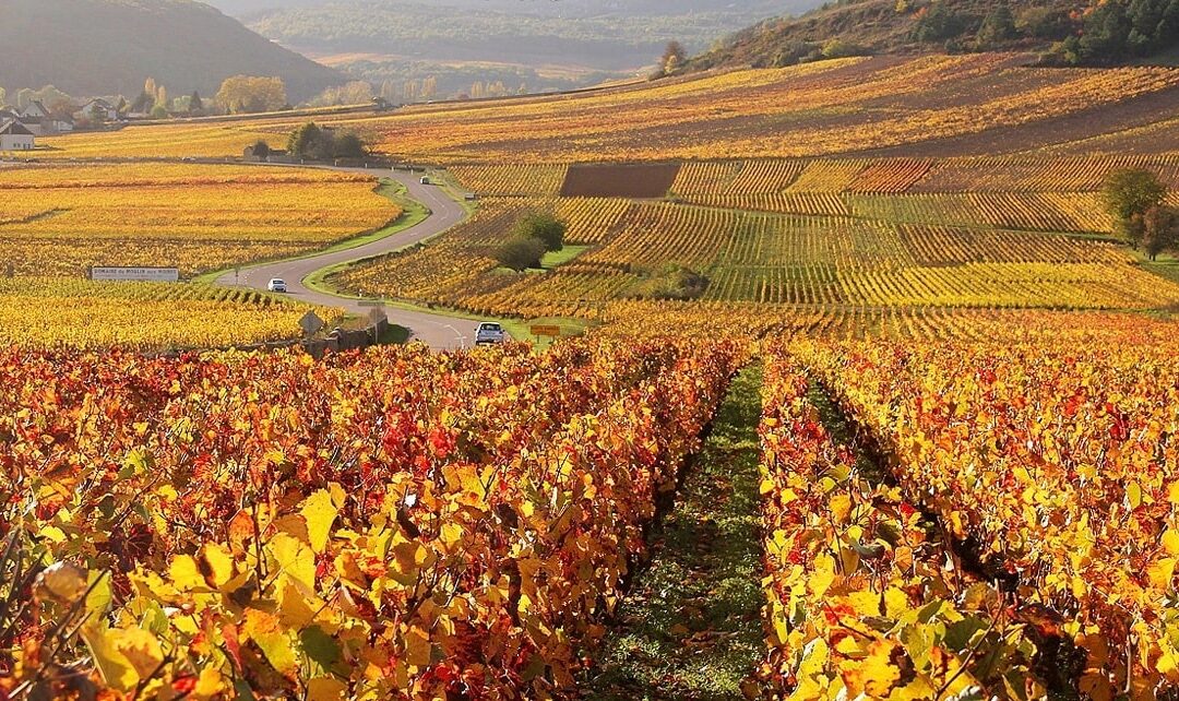 Burgundy 2022 Vintage – A Welcome Turnaround
