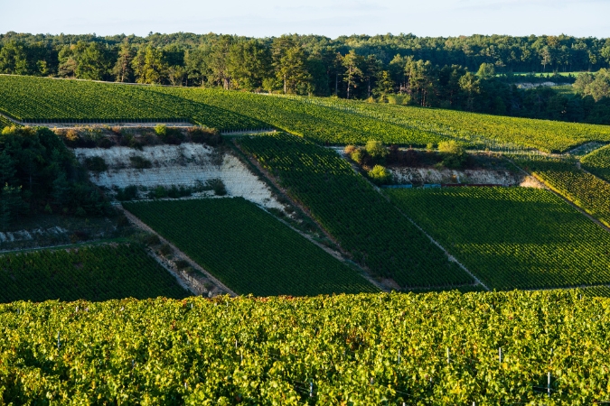 Côte des Bar: Where Champagne Meets Burgundy