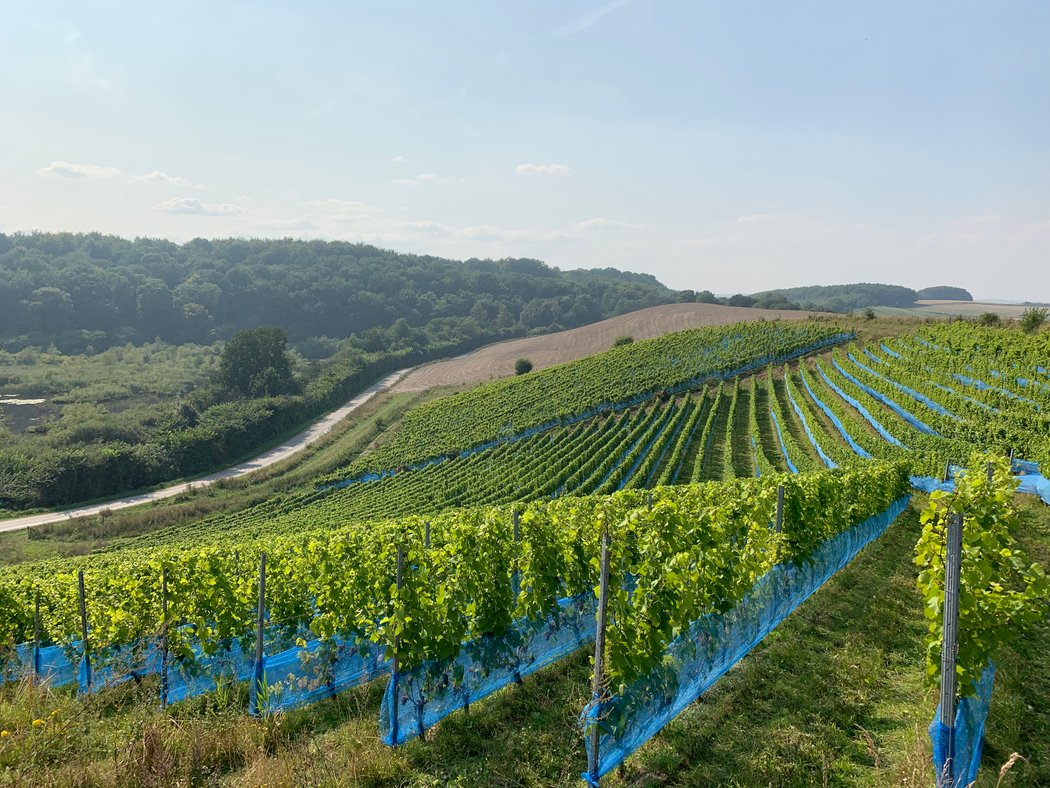 Njord vineyard, western Zealand