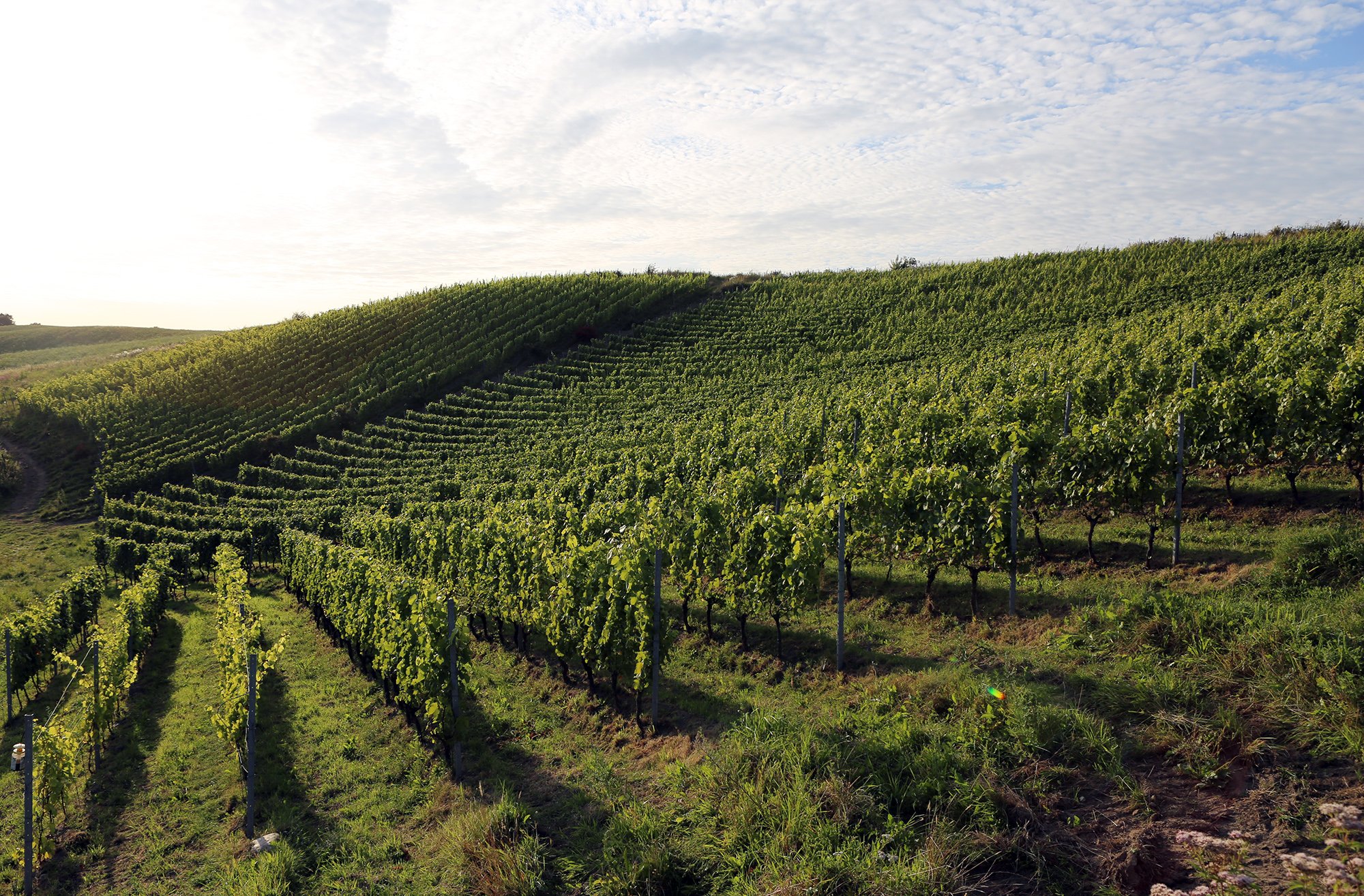 Down the rows of Terrassen